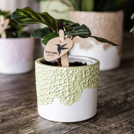 Kolibri Company | Bloom Green plantesæt | Gul Albenga orkidé 9 cm + grønne planter inkl. dekorative potter
