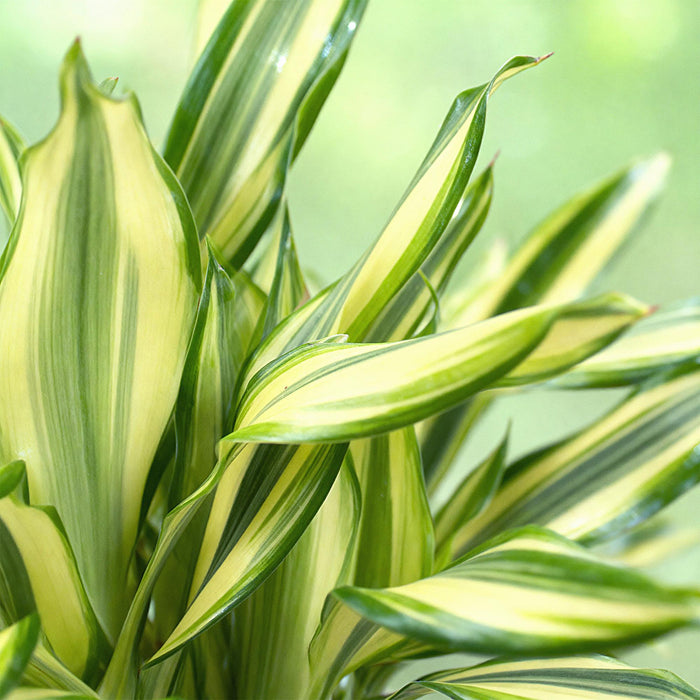 Dracaena fragrans Diamond Dream - Drakenbloedboom - ↕50-55cm - Ø17cm - 2x