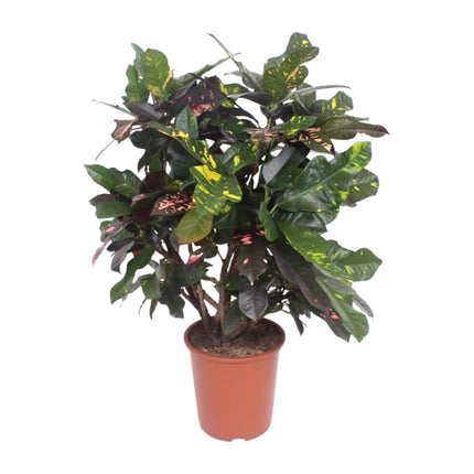 Codiaeum Magnificent - Croton Magnificent - ↕110cm - Ø27cm