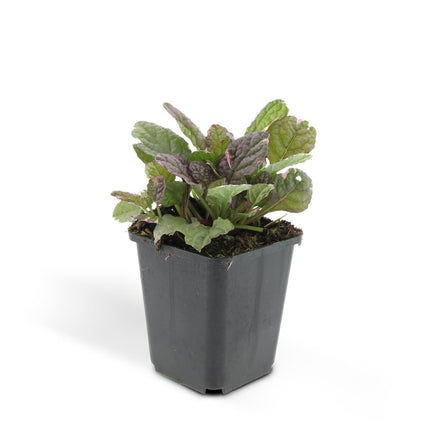 Ajuga reptans 'Burgundy Glow' - Kruipend Zenegroen - ↕10-25cm - Ø9cm - 48x