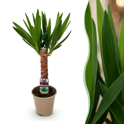 Yucca Elephantipes - ↕55cm - Ø14cm