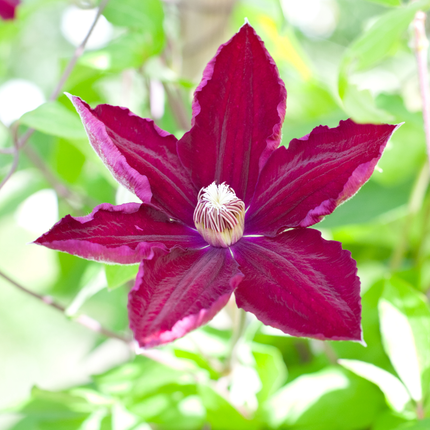 Clematis ‘Rouge Cardinal’ 6x – P9 pot – prachtige rood bloeiende klimplant