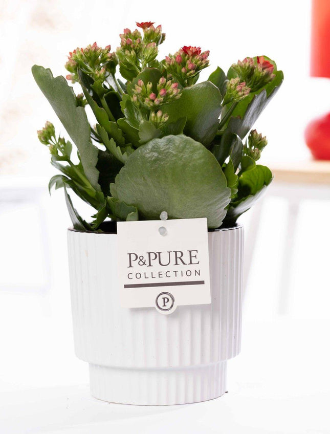 Kalanchoe rojo en cerámica P&PURE Ivy, blanco brillante - Ø12cm - ↕27cm