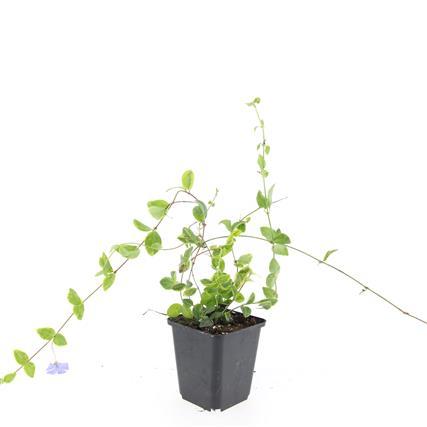 Vinca minor 'Blue and Gold' - ↕10-25cm - Ø9cm - 48x