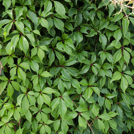 Parthenocissus Quinquefolia 'Engelmannii' - Vigne Sauvage - ↕65cm - Ø15cm