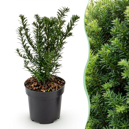 Taxus baccata - Venijnboom - 16x Haagplanten - Groenblijvend - Groen - Pot 9cm - Hoogte 20-30cm