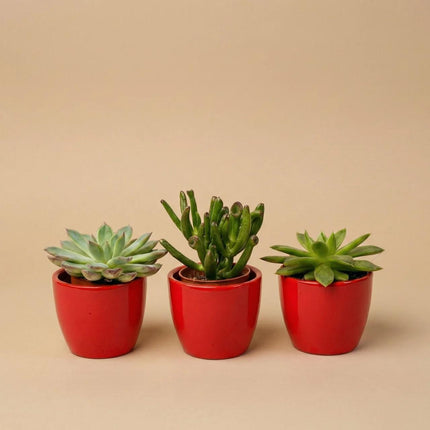 Vetplanten set van 3 met rode mini pot - ↕8–12cm - Ø6cm