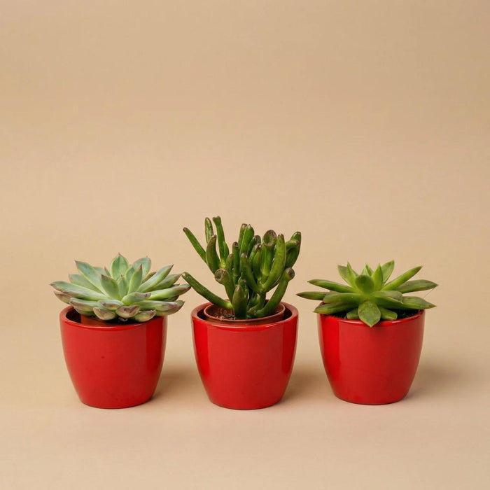 Vetplanten set van 3 met rode mini pot - ↕8–12cm - Ø6cm