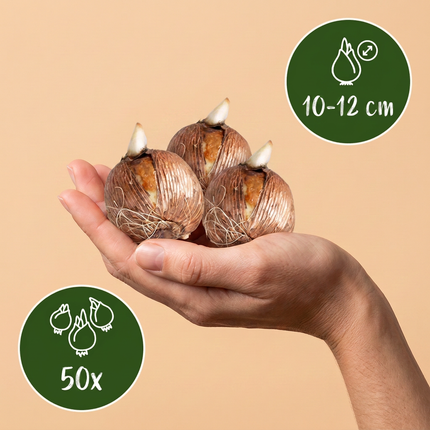50x Bollenschadutuin - Bloembollen - Diversen - Zomerbloeier - Bolmaat 10/12