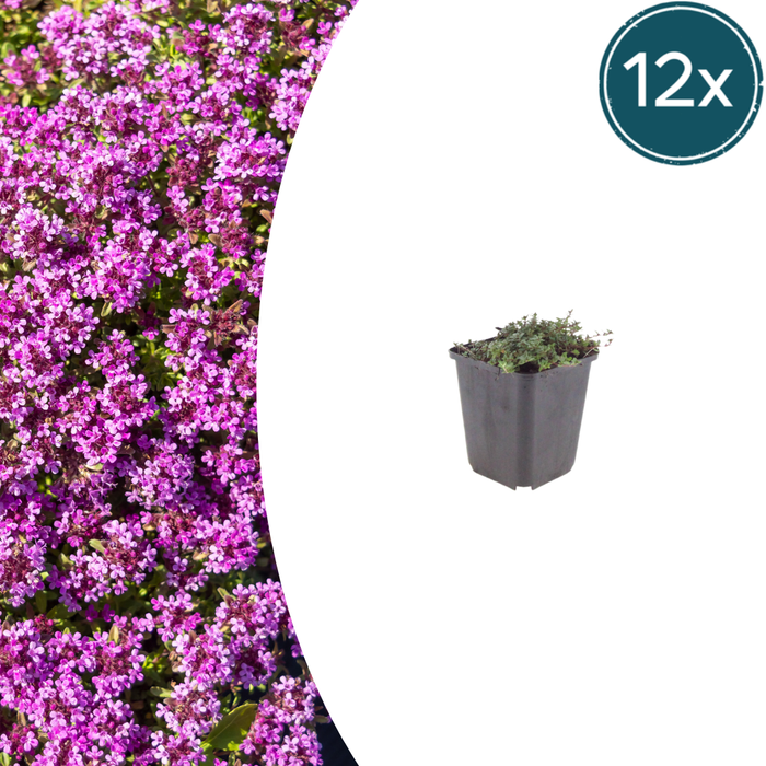 Thymus praecox 'Coccineus' - Kruiptijm - ↕10-25cm - Ø9cm - 12x