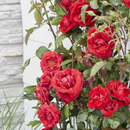 Rosa Crazy in love 'Red' - Klimroos - ↕65cm - Ø15cm - 3x