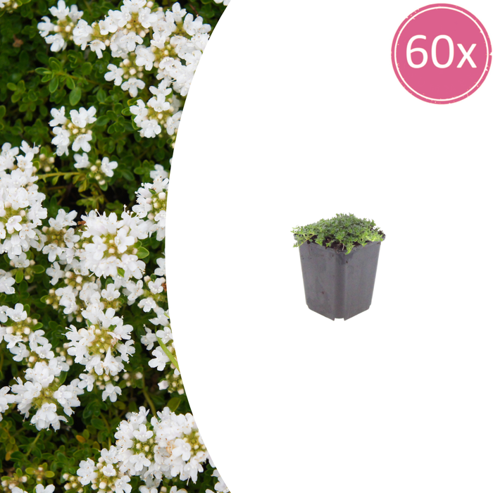 Thymus praecox 'Albiflorus' - Kruiptijm - ↕10-25cm - Ø9cm - 60x