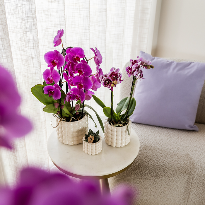 Paarse phalaenopsis orchidee potmaat Ø12cm | Freeride | bloeiende kamerplant