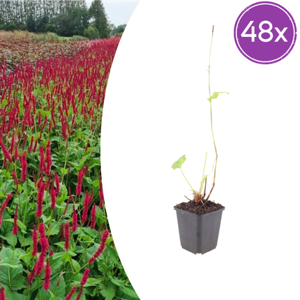 Persicaria amplexicaulis 'Blackfield' - Duizendknoop - ↕10-25cm - Ø9cm - 48x
