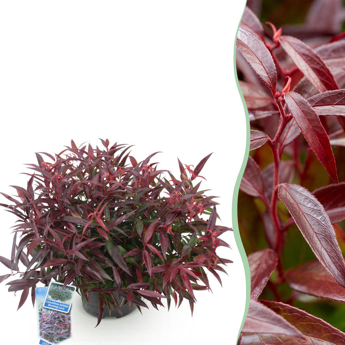 Leucothoe Burning Love - Rood - 1 Plant -  Groenblijvend - Weinig Onderhoud - Pot 17cm Hoogte 45cm