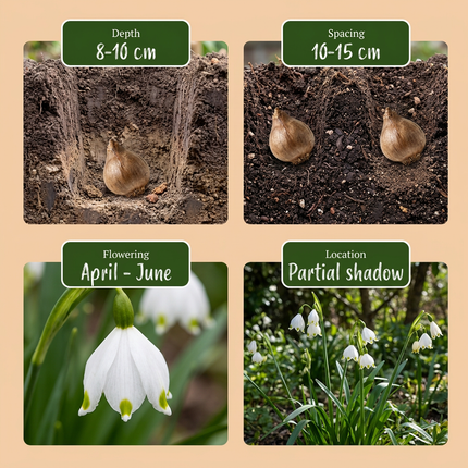 160x Leucojum Aestivum - Bloembollen - Zomerschneeklokje - Wit - Voorjaarsbloeier - Bolmaat 8/9
