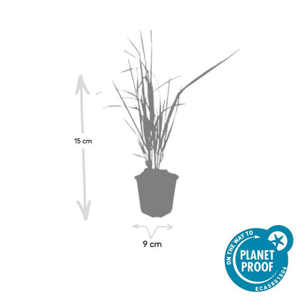 Calamagrostis Acutiflora 'Karl Foerster' - Struisriet - ↕10-25cm - Ø9cm - 48x