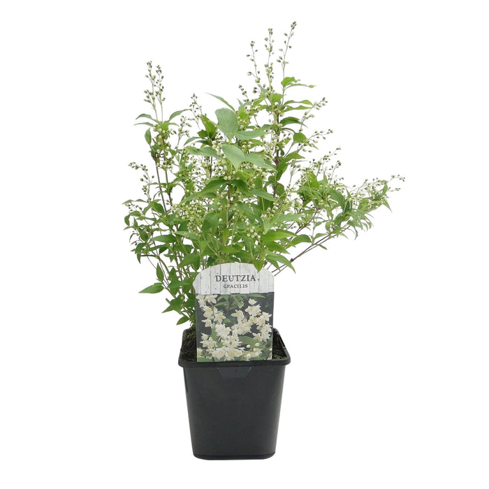 Heesters -  Deutzia Gracilis - Bloem Wit - 1 Plant - Bladverliezend - Weinig Onderhoud - Pot 17cm Hoogte 45cm