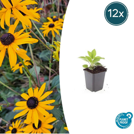 Rudbeckia fulgida 'Goldsturm' – Gelber Sonnenhut – ↕10–25 cm – Ø9 cm – 12 Stück