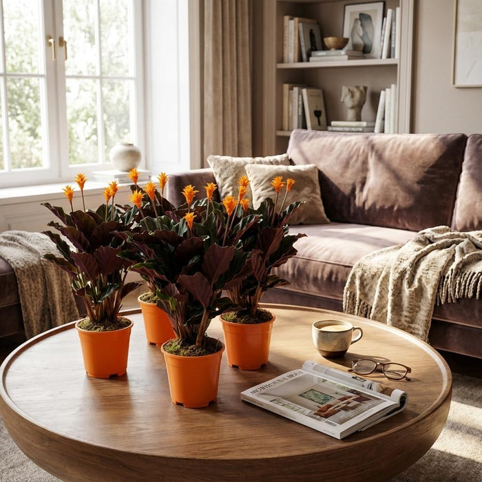 Calathea Crocata - ↕40-45cm - Ø14cm - 4x