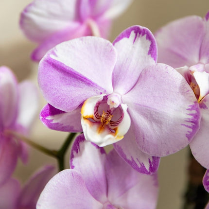 Kolibri Orchids | Combi Deal - 4 Roze Phalaenopsis Orchideeën Niagara Fall Xanion - Ø12 cm