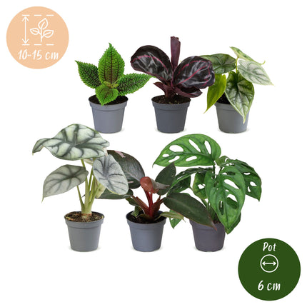 Baby Planten Jungle Mix - Diversen 6x - Tropisch - Ø6cm - ↕10-15cm