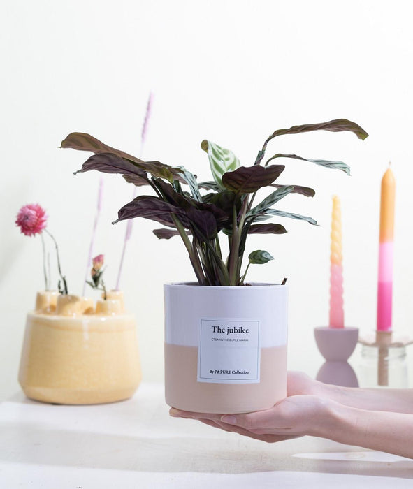 Ctenanthe Burle Marxii Gift "The Jubilee" met wenskaart - Ø12cm - ↕25cm