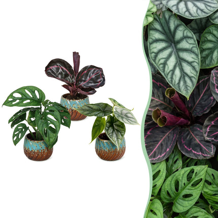 Baby Planten Jungle Mix - Diversen 3x - Tropisch - incl. Copper Reef - Ø6cm - ↕10-15cm