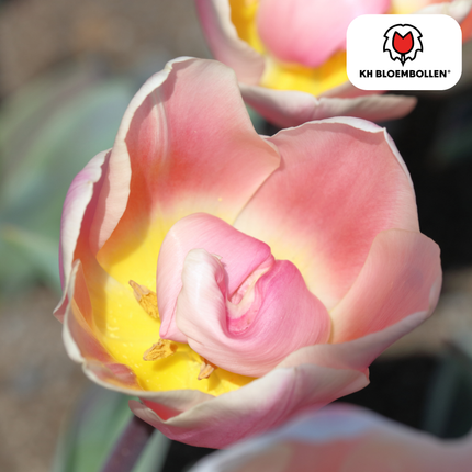 Apricot Delight Tulip Bulbs – 20 Pieces | KH Bloembollen® | Pink Apricot Tulip – Soft & Fresh – Gift for Garden or Pot – Size 11/12 – Fresh from the Grower!