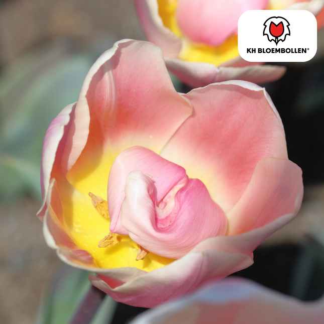 Bulbi di tulipano Apricot Delight – 20 pezzi | KH Bloembollen® | Tulipani rosa albicocca – Morbidi e freschi – Regalo ideale per il giardino o il vaso – Misura 11/12 – Direttamente dal coltivatore!