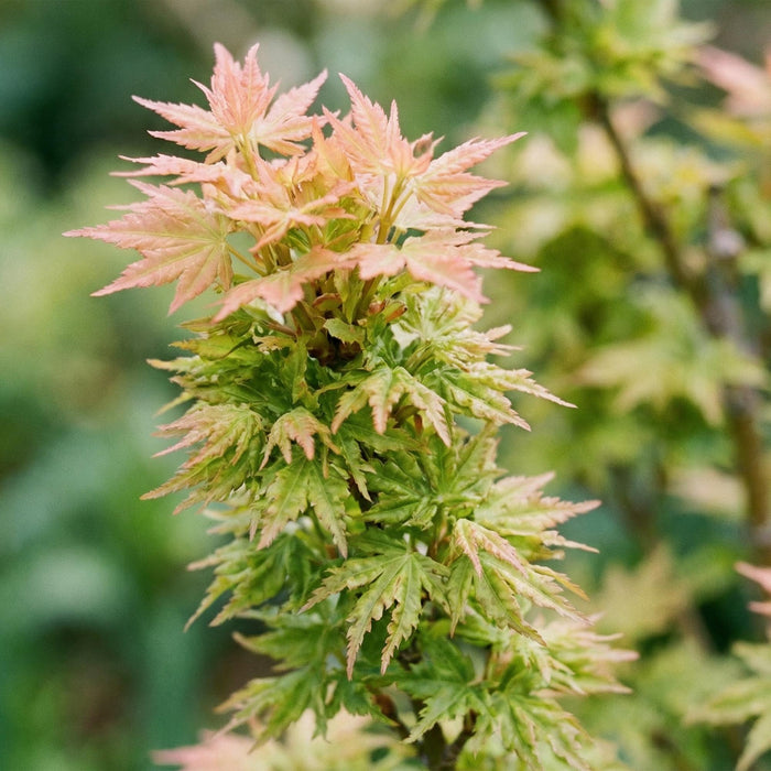 Acer palmatum Koto Hime - Japanse Esdoorn - Groen - ↕90cm - Ø26cm