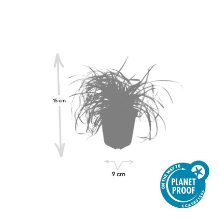 Carex oshimensis 'Evergold' - Zegge - ↕10-25cm - Ø9cm - 48x