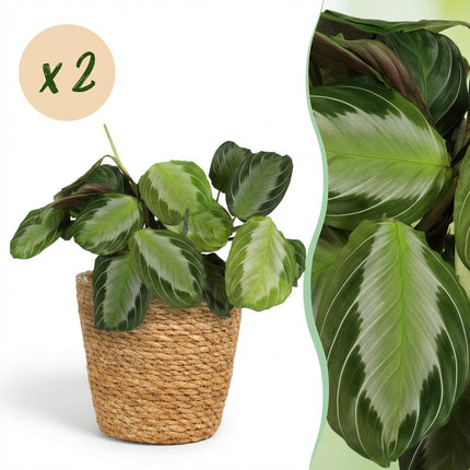 Maranta Fascinator Silverband - Prayer Plant - with Basket - ↕25cm - Ø12cm - 2x