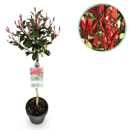 Photinia fraseri Carre Rouge – Stängelpflanze – Grün-rote Blätter – Topf 19 cm, Höhe 90 cm