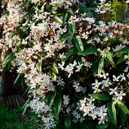 Clematis Armandii - Woodbine - Flor blanca - ↕40cm - Ø11cm