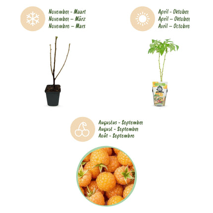 Raspberry - Rubus idaeus Fallgold - Yellow Raspberry - Ø9cm - 6x