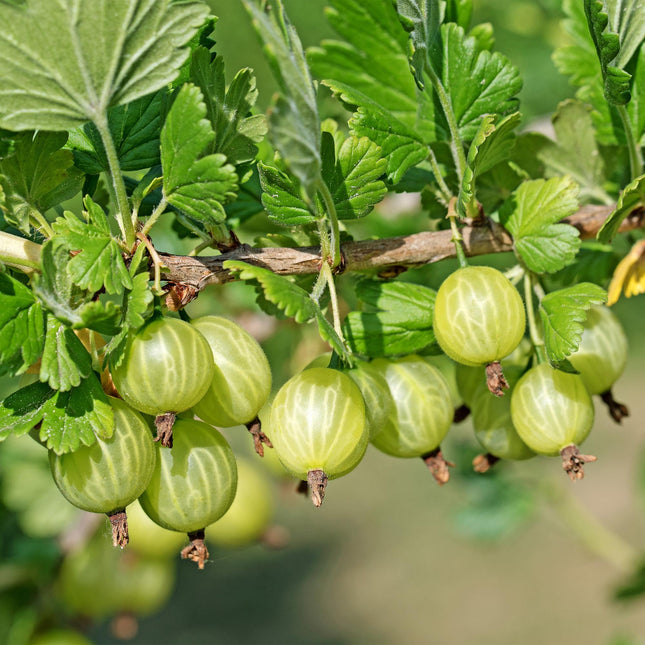 Gooseberry - Ribes uva-crispa Invicta - Greenberry - 2 plants - 11cm pot Height 40cm