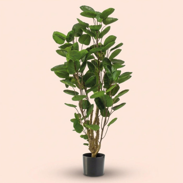 Plante artificielle - Arbre Polyscias - ↕105cm