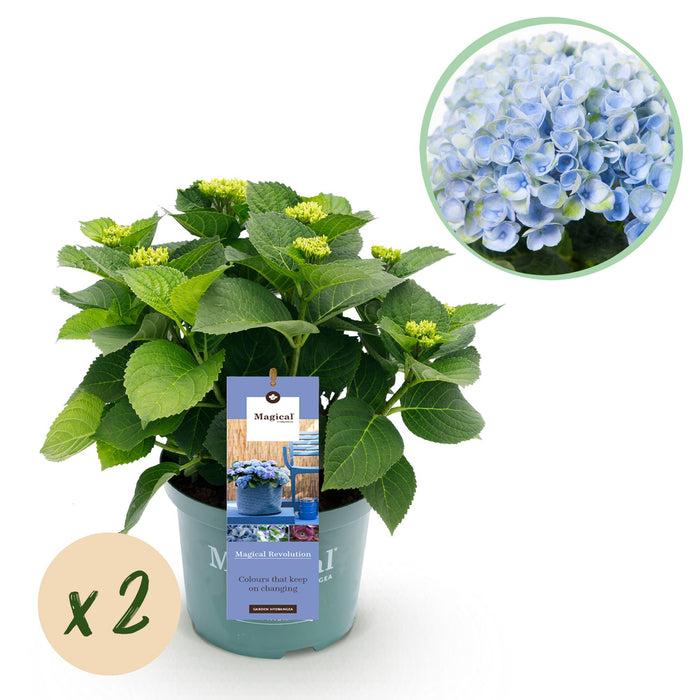 Terrasplant - Hortensia - Hydrangea Magical Revolution Blue - Blauw - 6-10 Bloemen - 2 Planten - Pot 23cm Hoogte 55cm