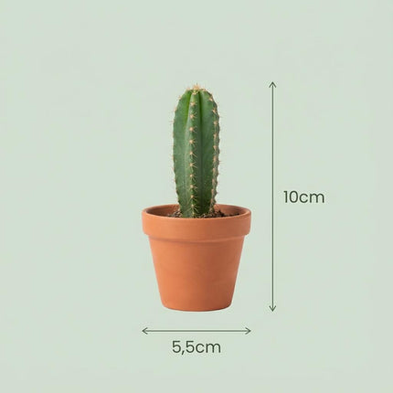 Mini-Kaktusmischung – ↕5–10 cm – Ø8,1 cm – Terrakottatöpfe – 6 Stück