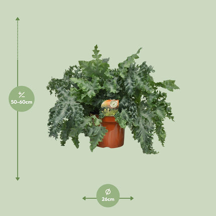 Phlebodium Davana - ↕60cm - Ø26cm
