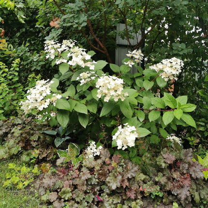 Hortensja bukietowa - Hydrangea panniculata Wims Red - Biało-czerwone kwiaty - 3 rośliny - 1 m² - Liściaste - Duże kwiaty - Wysokość doniczki 17 cm 50 cm