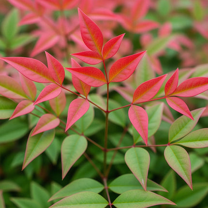 Nandina Obsessed - Rood - 2 Planten - Groenblijvend - Weinig Onderhoud - Pot 17cm Hoogte 45cm
