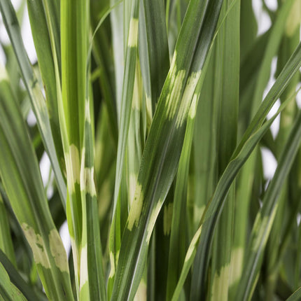 Miscanthus sinensis Strictus - Prachtriet - ↕60cm - Ø23cm