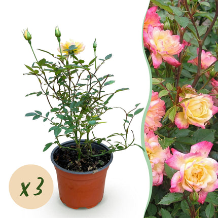 Rosa Tricolor Fairy - Rosa - Resistente - Giallo-Rosa - 3 Piante - Vaso da 12 cm - Altezza 20-25 cm