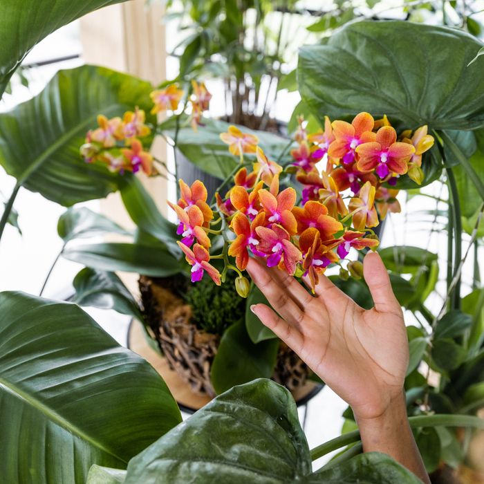 Oranje geurende Phalaenopsis orchidee - Fragrance orange - potmaat Ø12cm | bloeiende kamerplant