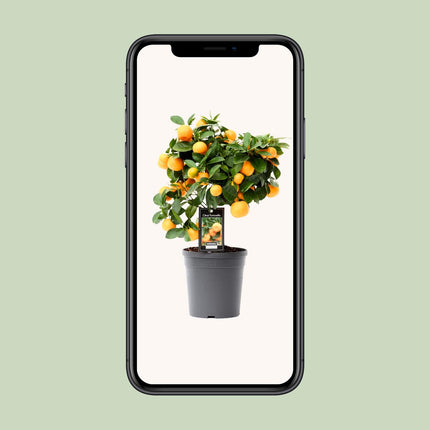 Citrus Calamondin - ↕40cm - Ø15cm