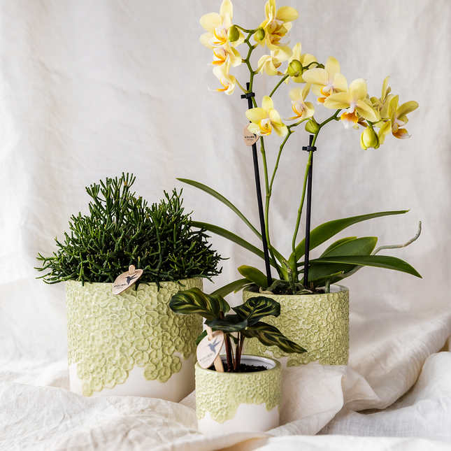 Kolibri Company | Bloom Green plantesæt | Gul Albenga orkidé 9 cm + grønne planter inkl. dekorative potter