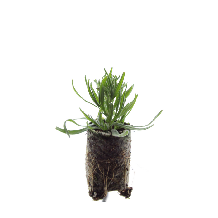 Lavandula 'Munstead' – 6 Pluggen | Kweek & Geniet van Geurende Lavendel