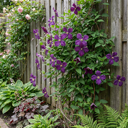 Clematis Viticella Polish Spirit - Bosrank 6x - Paars - Klimplant - Ø9cm - ↕35cm
